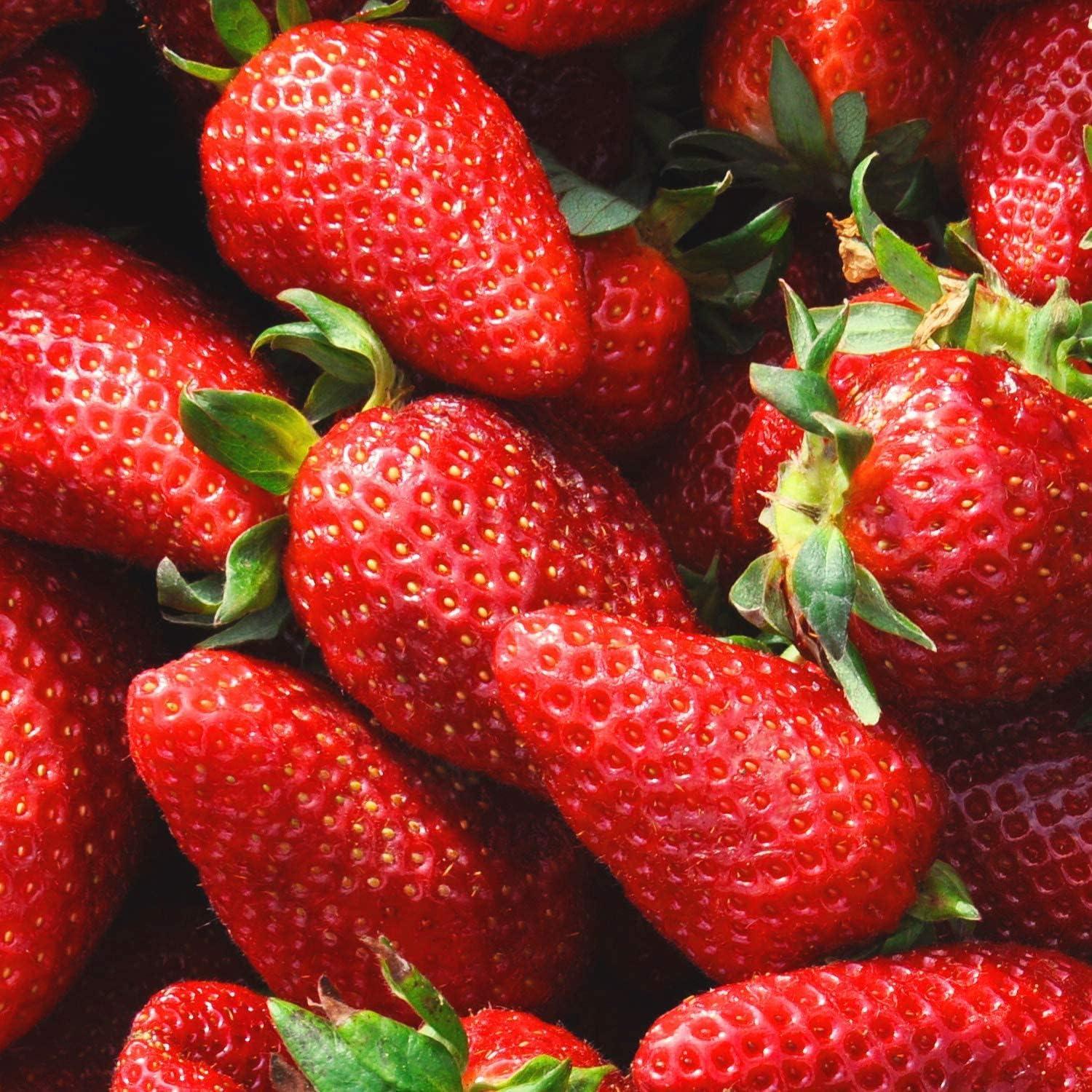 imageFruttaMax Sirop dAbricot Sans Sucre 60 de Fruit Rel Sirop Faible Teneur en Calories pour Sodas Cocktails ampamp Desserts 500mlFraise Light
