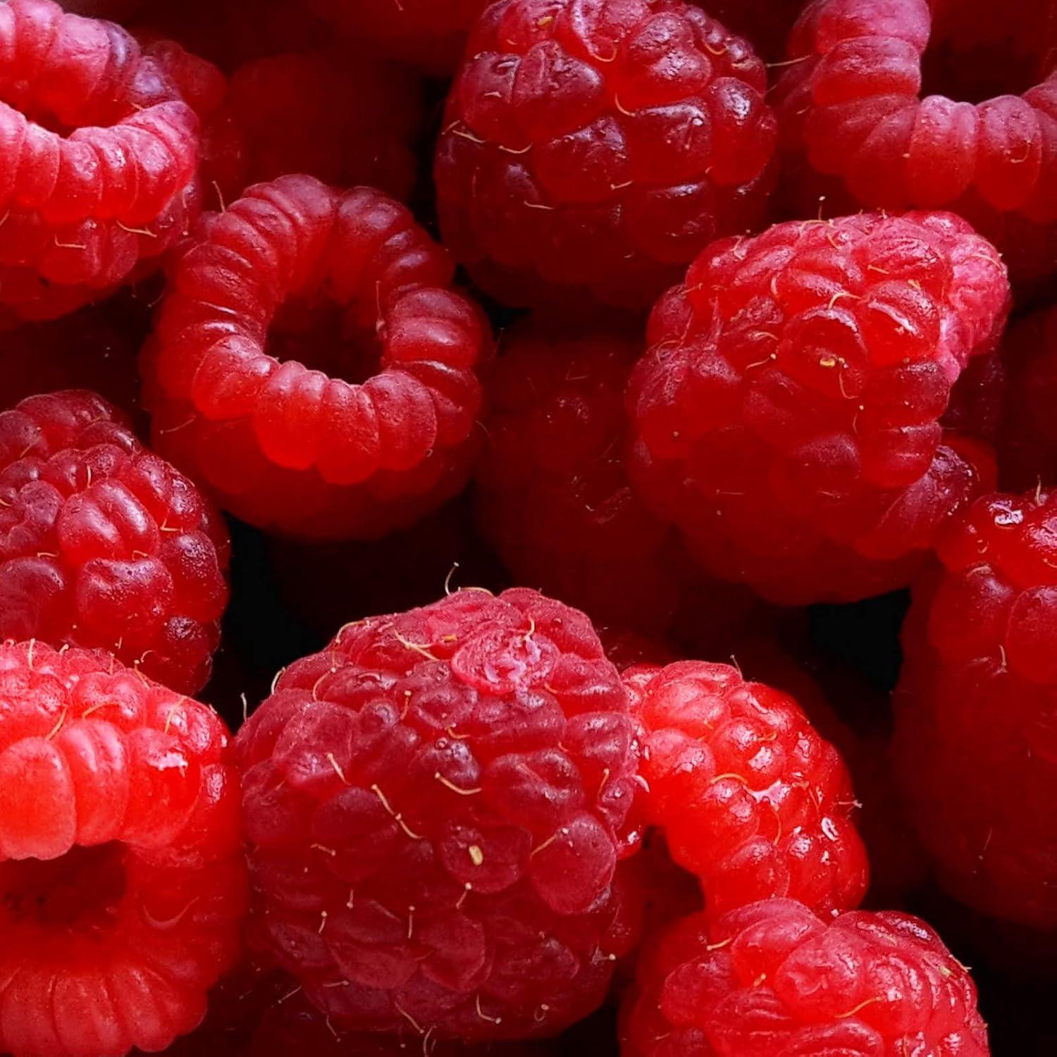 imageFruttaMax Sirop dAbricot Sans Sucre 60 de Fruit Rel Sirop Faible Teneur en Calories pour Sodas Cocktails ampamp Desserts 500mlFramboise Light