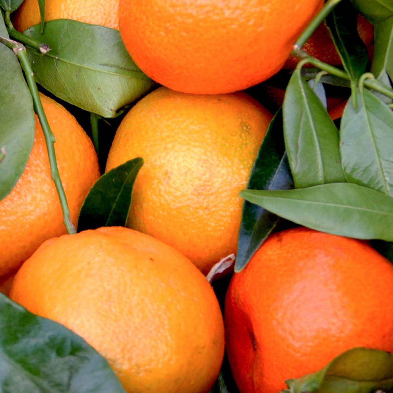 imageFruttaMax Sirop dAbricot Sans Sucre 60 de Fruit Rel Sirop Faible Teneur en Calories pour Sodas Cocktails ampamp Desserts 500mlOrange Light